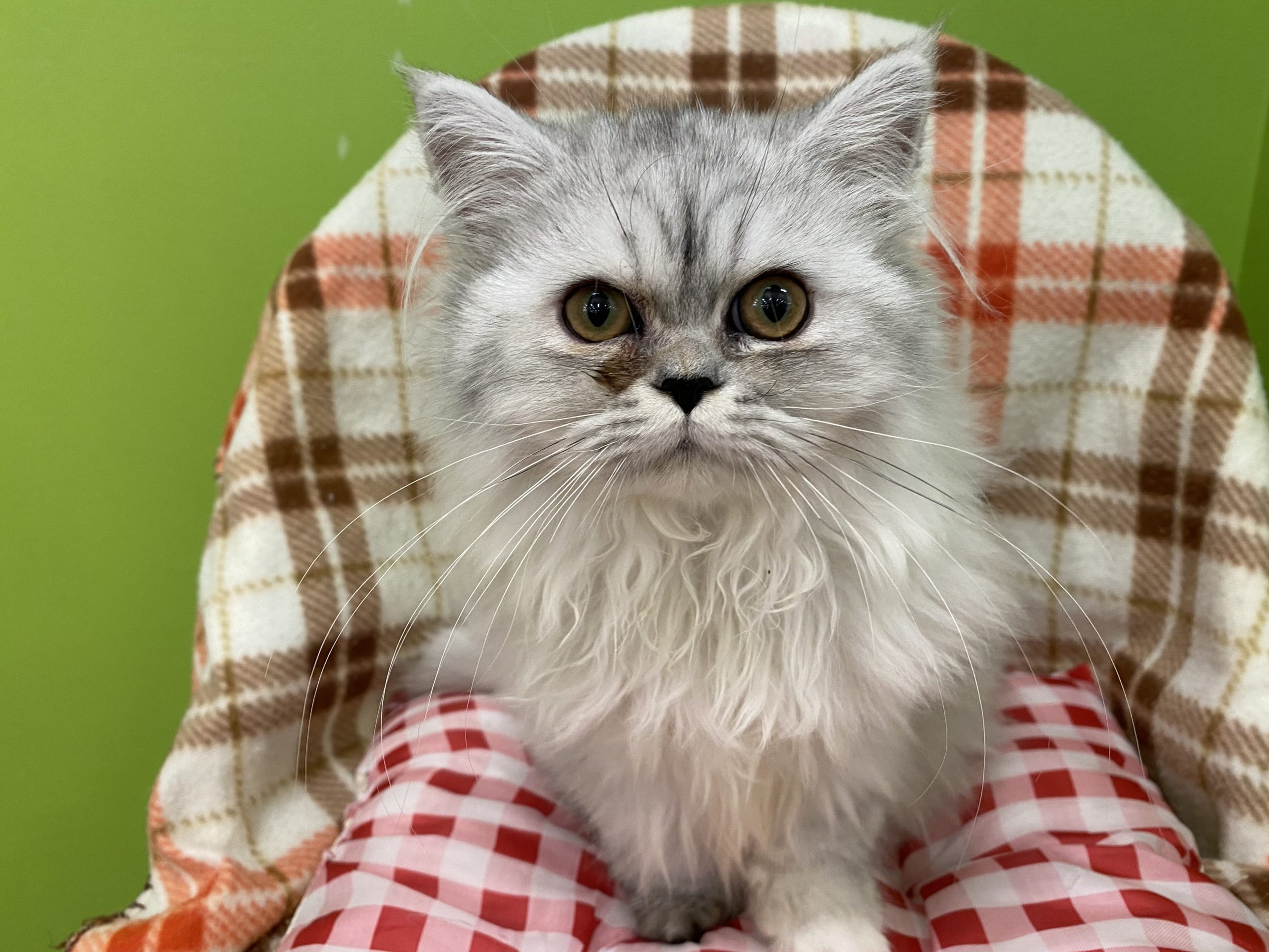 ④エキゾチックロングヘアー