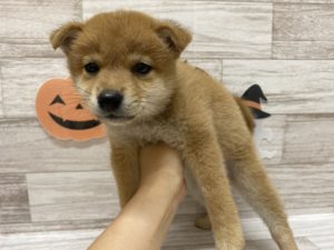 ⑭柴犬　