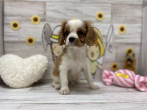 ③キャバリアキングチャールズスパニエルalt=