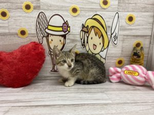 ③スコティッシュフォールド(ロング　立耳）alt=