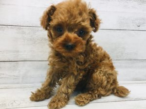 ⑥シャムalt=
