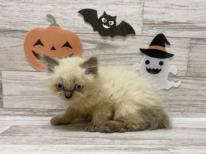 ⑨ヒマラヤン　￥218,000→12/31まで¥130,800　(表示価格より40％Ｏｆｆ)　