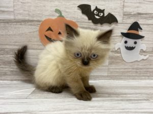 ⑩ヒマラヤン　￥184,800（税込）