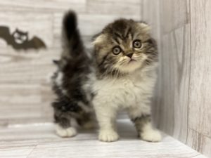 ⑫柴犬alt=