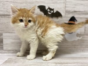 ⑩アメリカンショートヘアーalt=