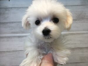 ⑧ポメラニアンalt=