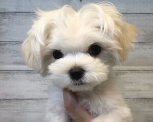 ④トイプードルalt=