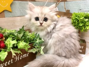 ⑥ペルシャalt=