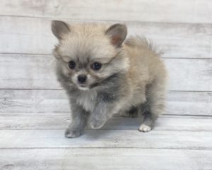 ⑥ポメラニアンalt=