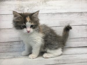 ⑩ノルウェージャンフォレストキャットalt=