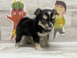 ⑧ウェルシュコーギーペンブロークalt=