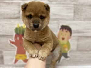 ⑧ウェルシュコーギーペンブロークalt=