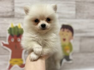 ポメラニアンalt=