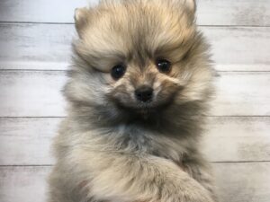 ④トイプードルalt=