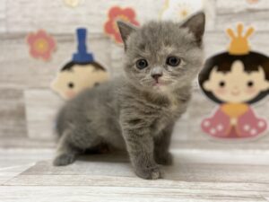 ①ブリティッシュショートヘアーalt=