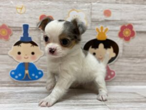 ⑧ウェルシュコーギーペンブロークalt=