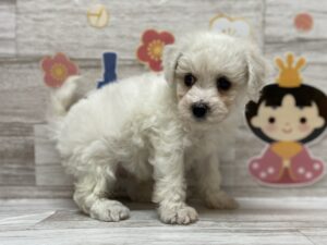 ⑥ミニチュアダックスフンドalt=