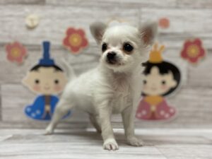 ⑩トイプードルalt=