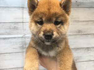 ⑧柴犬alt=