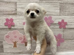 ⑩トイプードルalt=