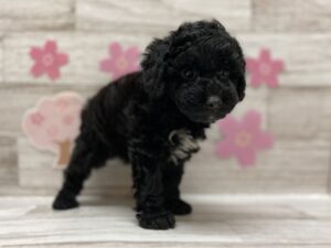 ④トイプードルalt=