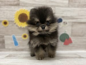 ①ポメラニアンalt=