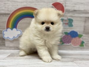 ①ポメラニアンalt=