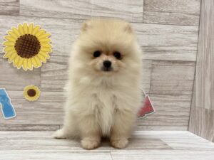 ①ポメラニアンalt=
