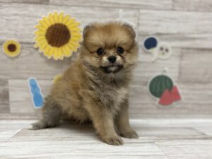 ④ポメラニアン　