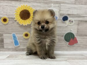 ⑤ポメラニアン　