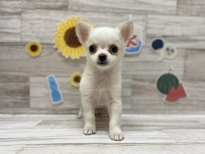 ②トイプードルalt=