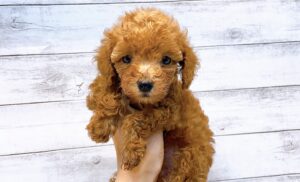 柴犬alt=