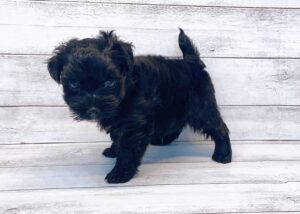 柴犬alt=