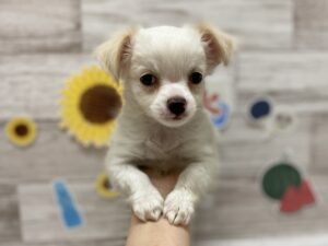ビーグルalt=