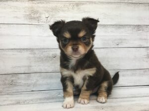 スコティッシュ・フォールド（折耳・ロング）alt=