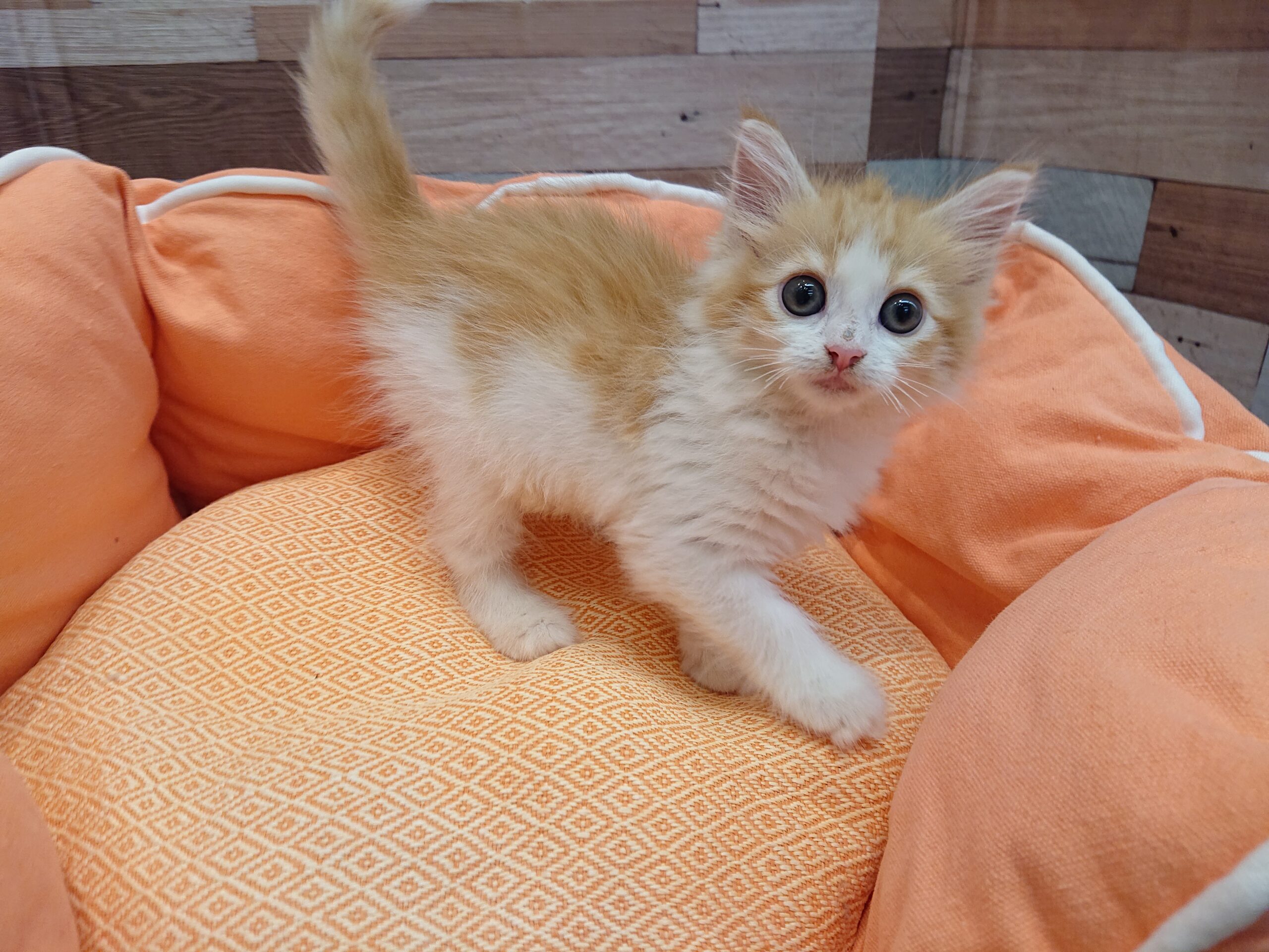 ノルウェージャンフォレストキャット