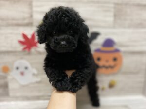 ③トイプードル　