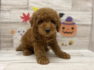 ⑥パピヨンalt=