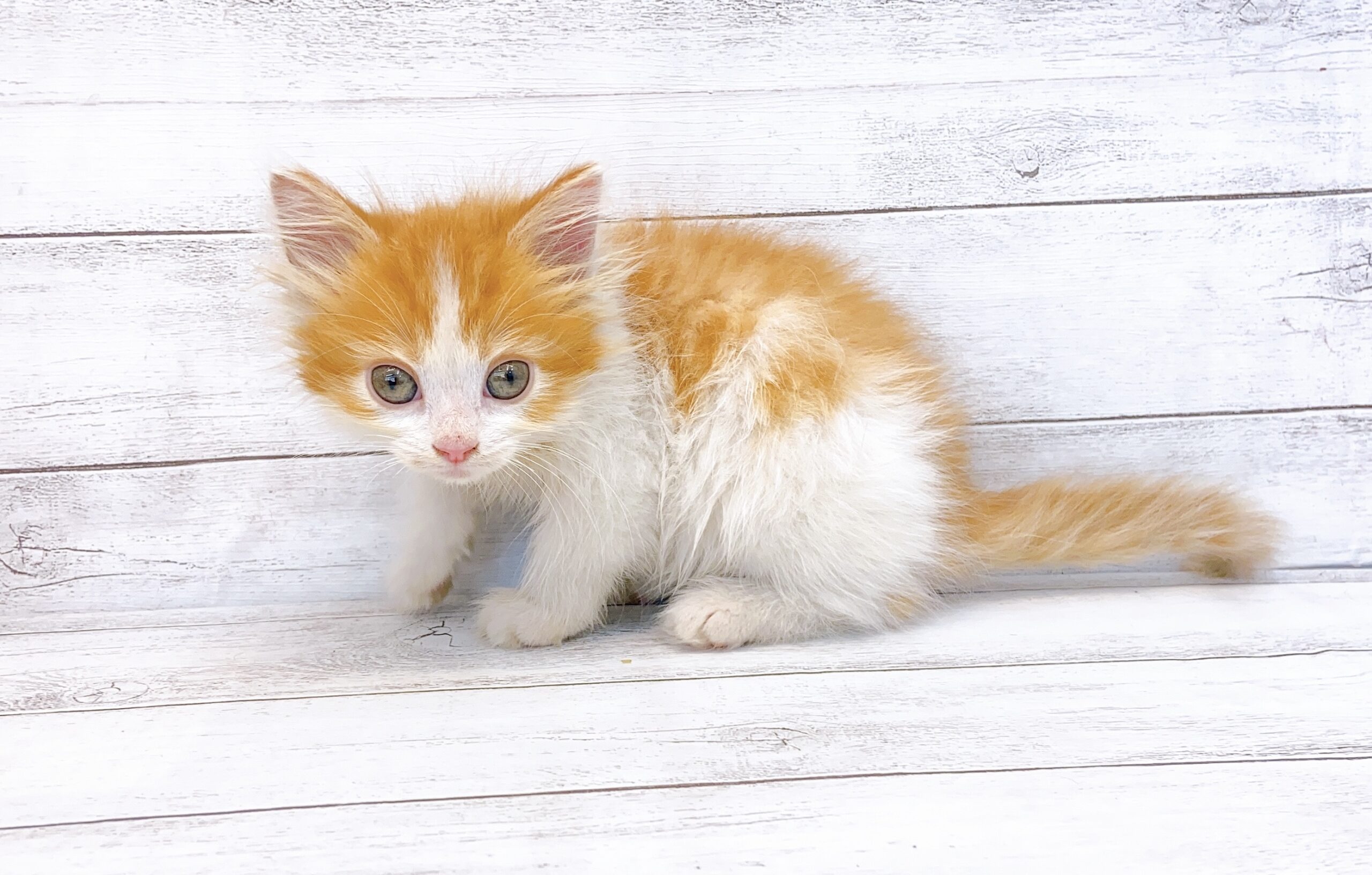 ノルウェージャンフォレストキャット