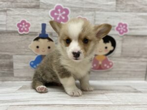 ⑥ウェルシュコーギーペンブロークalt=