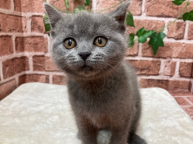 ブリティッシュショートヘアー