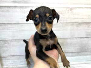柴犬alt=