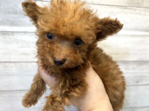 柴犬alt=