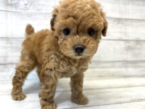 柴犬alt=