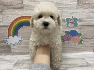⑦ウェルシュコーギーペンブロークalt=