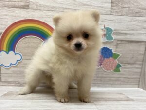 ⑤Mix(父マルチーズ×母トイプードル)alt=