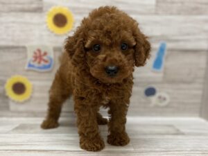 ⑦柴犬alt=