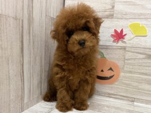 ⑩トイプードルalt=