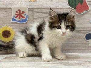 ⑮ノルウェージャンフォレストキャットalt=