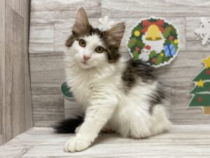 ⑮ノルウェージャンフォレストキャットalt=